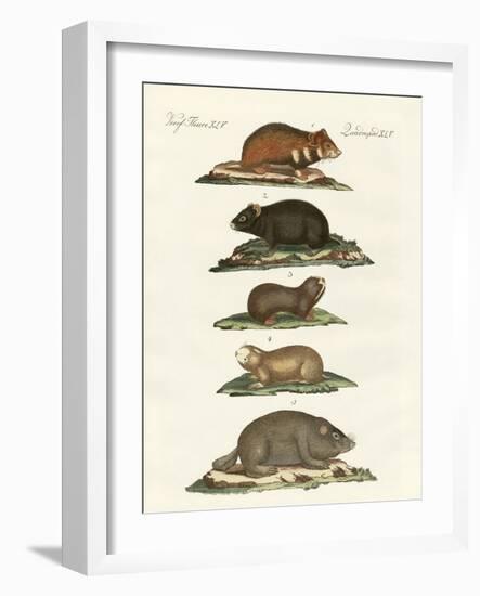 Hamsters and Field Voles-null-Framed Giclee Print