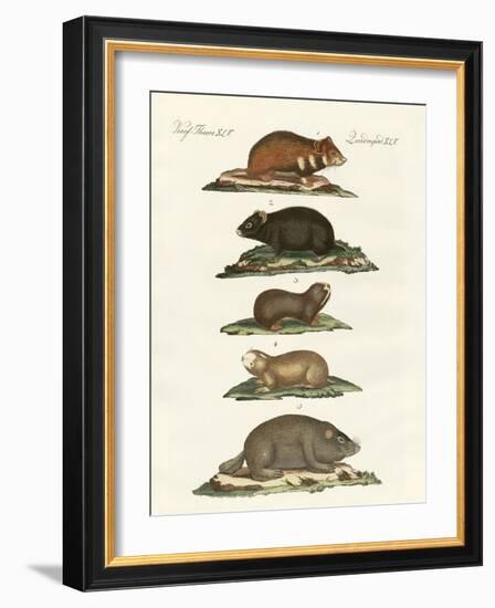 Hamsters and Field Voles-null-Framed Giclee Print