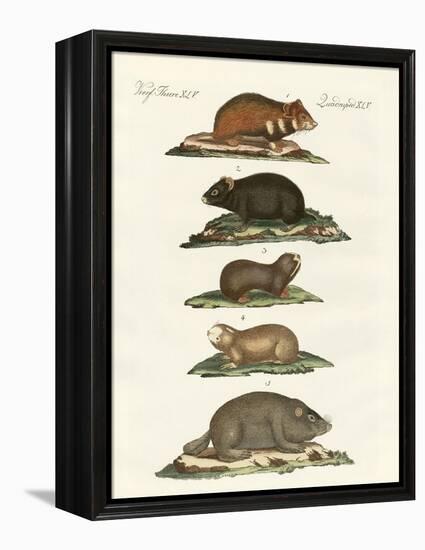 Hamsters and Field Voles-null-Framed Premier Image Canvas