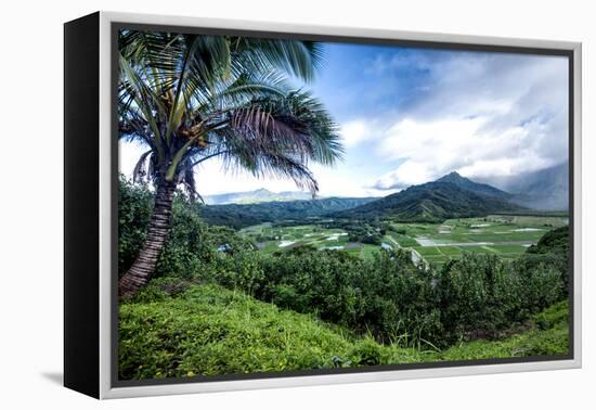 Hanalei Valley-Danny Head-Framed Premier Image Canvas