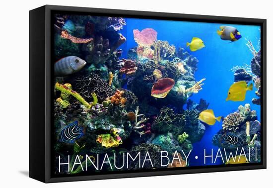 Hanauma Bay, Hawai'i - Fish and Coral 1-Lantern Press-Framed Stretched Canvas