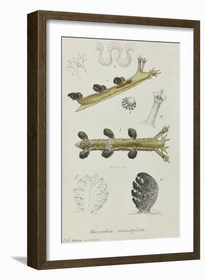 Hancockia Eudactylota: Sea Slug-Philip Henry Gosse-Framed Giclee Print