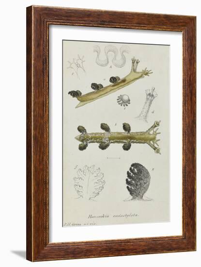 Hancockia Eudactylota: Sea Slug-Philip Henry Gosse-Framed Giclee Print