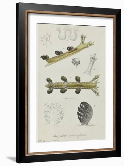 Hancockia Eudactylota: Sea Slug-Philip Henry Gosse-Framed Giclee Print