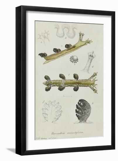 Hancockia Eudactylota: Sea Slug-Philip Henry Gosse-Framed Giclee Print