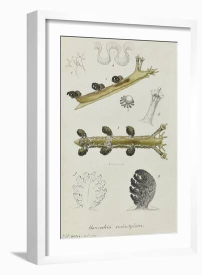 Hancockia Eudactylota: Sea Slug-Philip Henry Gosse-Framed Giclee Print