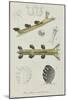 Hancockia Eudactylota: Sea Slug-Philip Henry Gosse-Mounted Giclee Print