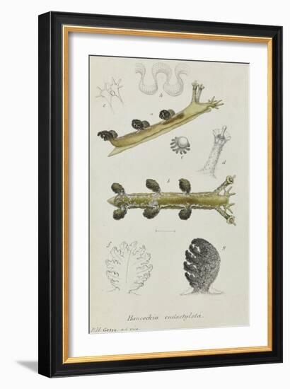Hancockia Eudactylota: Sea Slug-Philip Henry Gosse-Framed Giclee Print