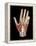 Hand Anatomy, Artwork-Jose Antonio-Framed Premier Image Canvas