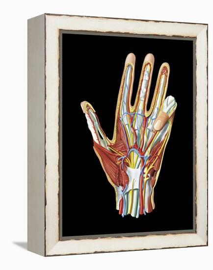 Hand Anatomy, Artwork-Jose Antonio-Framed Premier Image Canvas