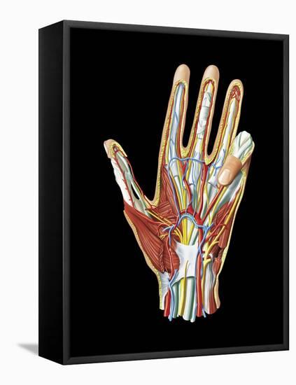 Hand Anatomy, Artwork-Jose Antonio-Framed Premier Image Canvas