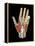 Hand Anatomy, Artwork-Jose Antonio-Framed Premier Image Canvas