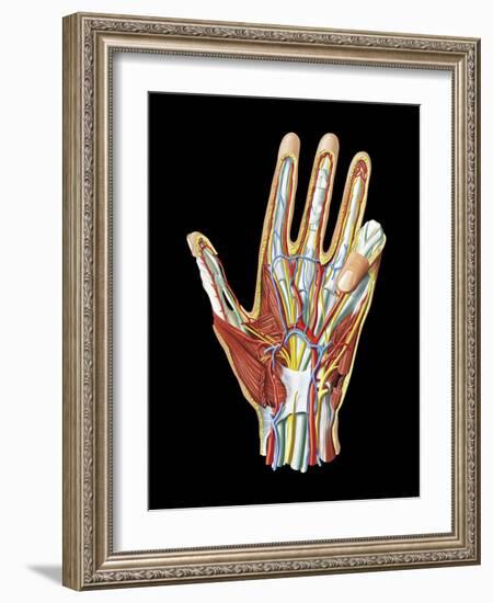 Hand Anatomy, Artwork-Jose Antonio-Framed Photographic Print