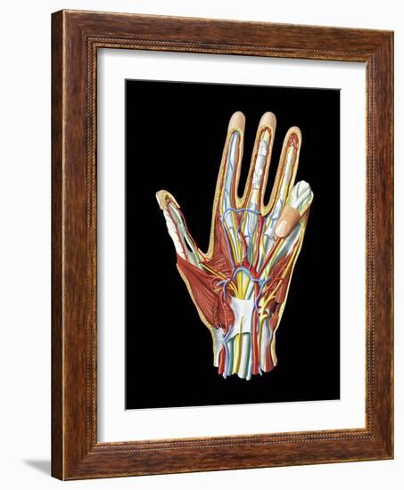 Hand Anatomy, Artwork-Jose Antonio-Framed Photographic Print