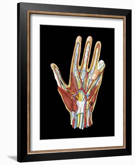 Hand Anatomy, Artwork-Jose Antonio-Framed Photographic Print