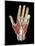 Hand Anatomy, Artwork-Jose Antonio-Mounted Photographic Print