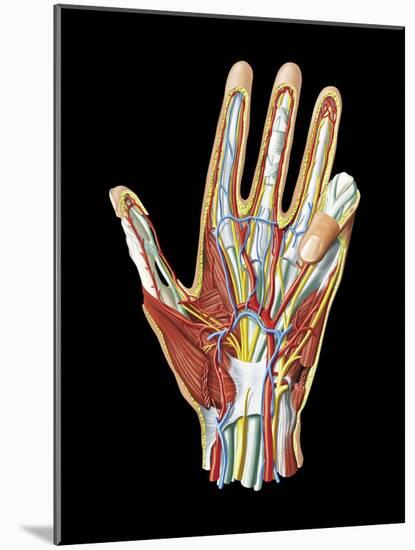 Hand Anatomy, Artwork-Jose Antonio-Mounted Photographic Print