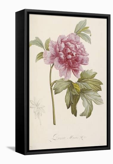 Hand Colored Engraving of a Peony, 1812-1814-Pierre-Joseph Redouté-Framed Premier Image Canvas