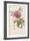 Hand Colored Engraving of a Peony, 1812-1814-Pierre-Joseph Redouté-Framed Giclee Print