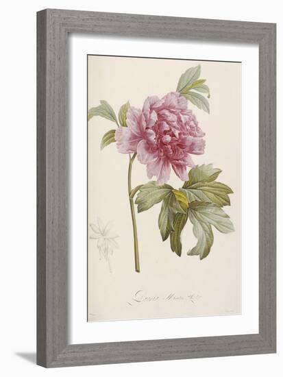 Hand Colored Engraving of a Peony, 1812-1814-Pierre-Joseph Redouté-Framed Giclee Print