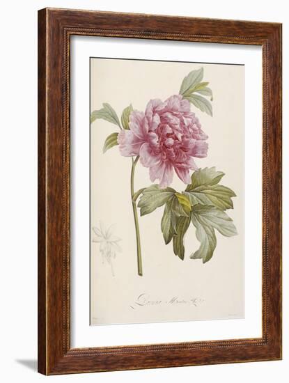 Hand Colored Engraving of a Peony, 1812-1814-Pierre-Joseph Redouté-Framed Giclee Print