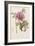 Hand Colored Engraving of a Peony, 1812-1814-Pierre-Joseph Redouté-Framed Giclee Print