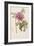 Hand Colored Engraving of a Peony, 1812-1814-Pierre-Joseph Redouté-Framed Giclee Print