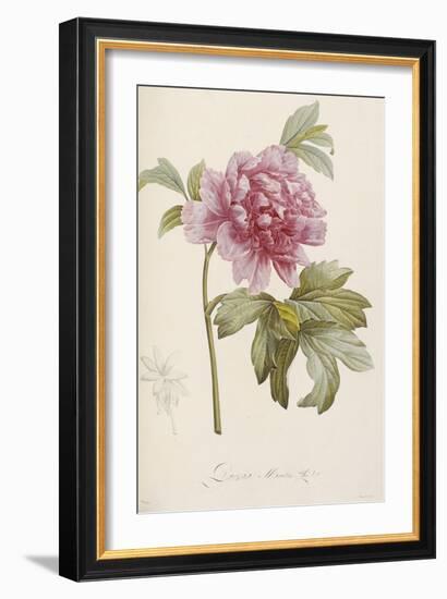 Hand Colored Engraving of a Peony, 1812-1814-Pierre-Joseph Redouté-Framed Giclee Print