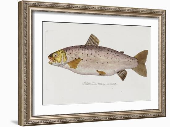 Hand Colored Enraving of a Salmon, 1785-1794-Baron Carl Von Meidinger-Framed Giclee Print