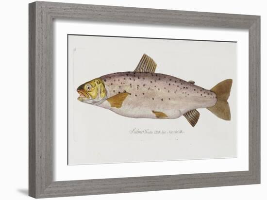 Hand Colored Enraving of a Salmon, 1785-1794-Baron Carl Von Meidinger-Framed Giclee Print