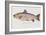 Hand Colored Enraving of a Salmon, 1785-1794-Baron Carl Von Meidinger-Framed Giclee Print