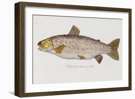 Hand Colored Enraving of a Salmon, 1785-1794-Baron Carl Von Meidinger-Framed Giclee Print