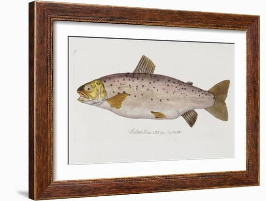 Hand Colored Enraving of a Salmon, 1785-1794-Baron Carl Von Meidinger-Framed Giclee Print