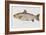 Hand Colored Enraving of a Salmon, 1785-1794-Baron Carl Von Meidinger-Framed Giclee Print