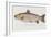 Hand Colored Enraving of a Salmon, 1785-1794-Baron Carl Von Meidinger-Framed Giclee Print