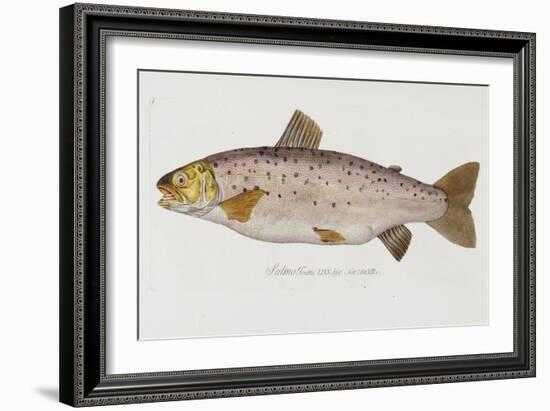 Hand Colored Enraving of a Salmon, 1785-1794-Baron Carl Von Meidinger-Framed Giclee Print