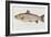 Hand Colored Enraving of a Salmon, 1785-1794-Baron Carl Von Meidinger-Framed Giclee Print