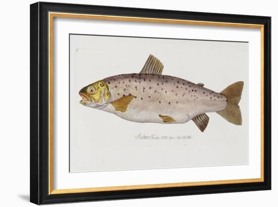 Hand Colored Enraving of a Salmon, 1785-1794-Baron Carl Von Meidinger-Framed Giclee Print