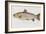 Hand Colored Enraving of a Salmon, 1785-1794-Baron Carl Von Meidinger-Framed Giclee Print