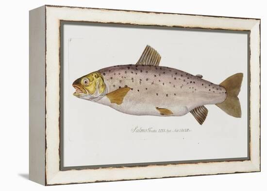 Hand Colored Enraving of a Salmon, 1785-1794-Baron Carl Von Meidinger-Framed Premier Image Canvas