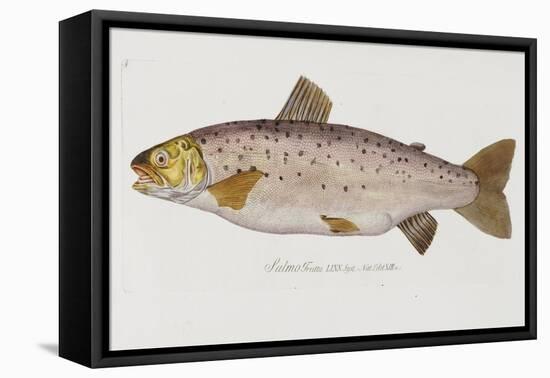 Hand Colored Enraving of a Salmon, 1785-1794-Baron Carl Von Meidinger-Framed Premier Image Canvas