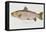 Hand Colored Enraving of a Salmon, 1785-1794-Baron Carl Von Meidinger-Framed Premier Image Canvas