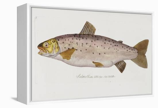 Hand Colored Enraving of a Salmon, 1785-1794-Baron Carl Von Meidinger-Framed Premier Image Canvas