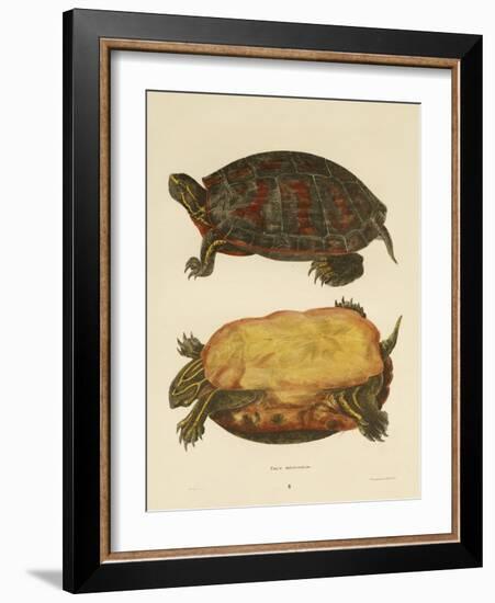 Hand Colored Lithograph of Emrys Rubriventris-John Edwards Holbrook-Framed Giclee Print