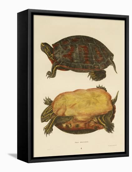 Hand Colored Lithograph of Emrys Rubriventris-John Edwards Holbrook-Framed Premier Image Canvas