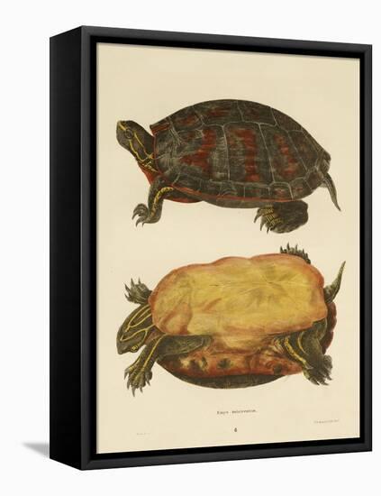 Hand Colored Lithograph of Emrys Rubriventris-John Edwards Holbrook-Framed Premier Image Canvas