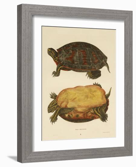 Hand Colored Lithograph of Emrys Rubriventris-John Edwards Holbrook-Framed Giclee Print