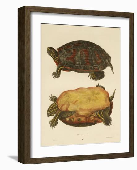 Hand Colored Lithograph of Emrys Rubriventris-John Edwards Holbrook-Framed Giclee Print