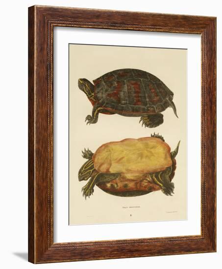 Hand Colored Lithograph of Emrys Rubriventris-John Edwards Holbrook-Framed Giclee Print