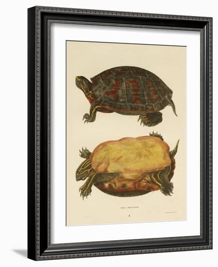 Hand Colored Lithograph of Emrys Rubriventris-John Edwards Holbrook-Framed Giclee Print